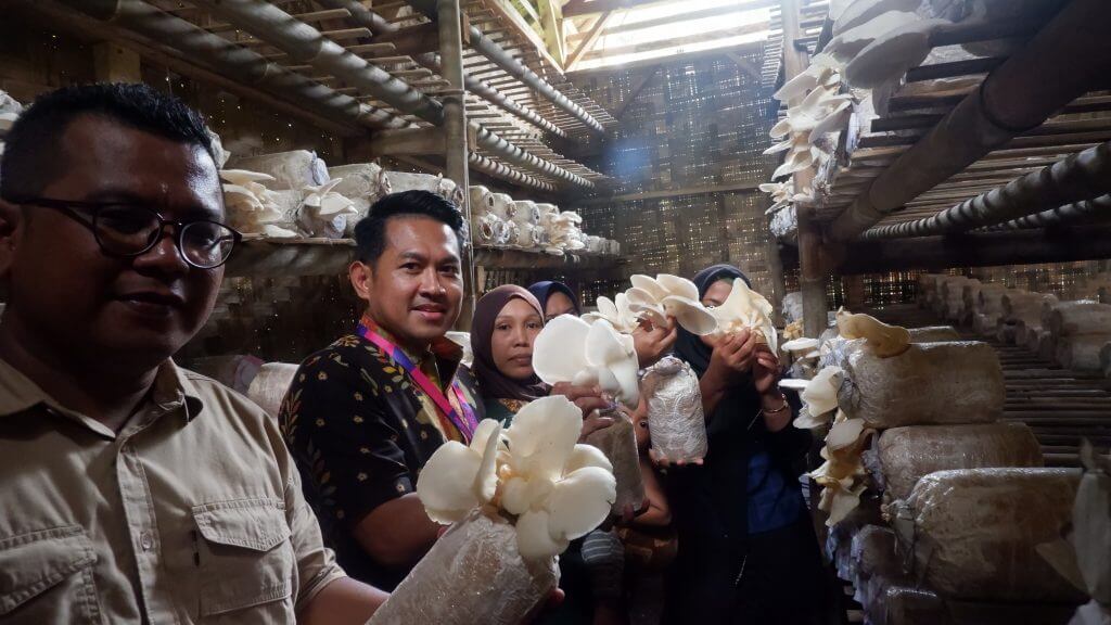 kelompok perempuan budidaya jamur tiram pattiro banten